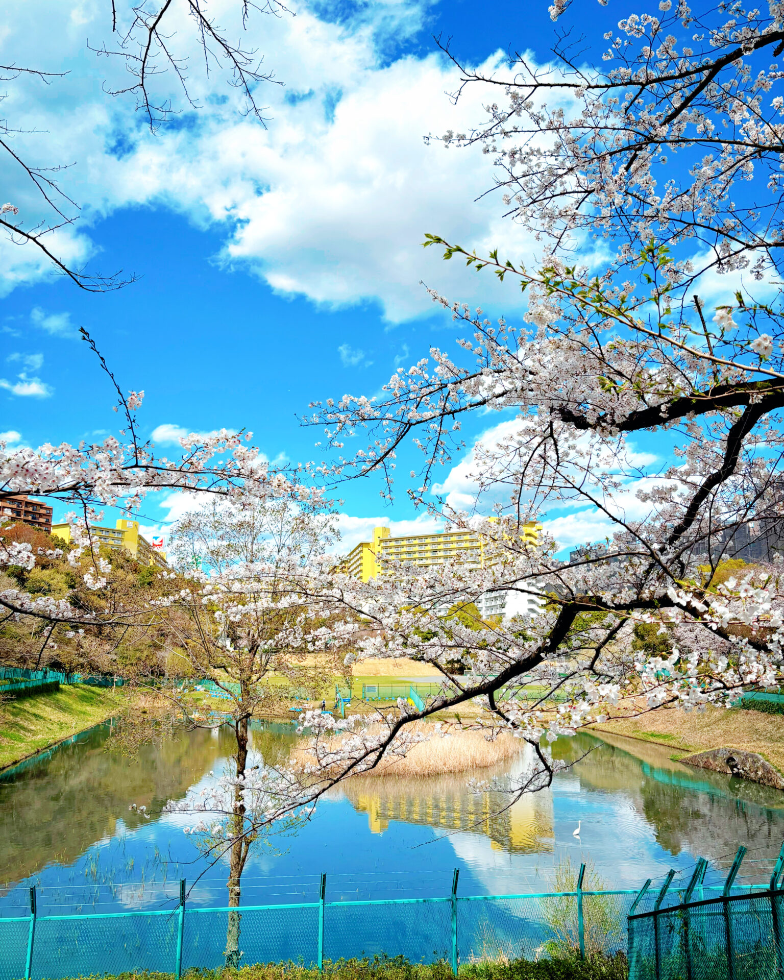 春 ~遊水地から眺める桜景色~